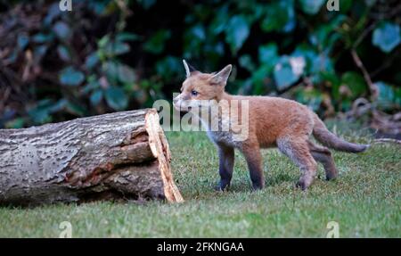 Cucciolo di volpe giovane esplorando il giardino Foto Stock