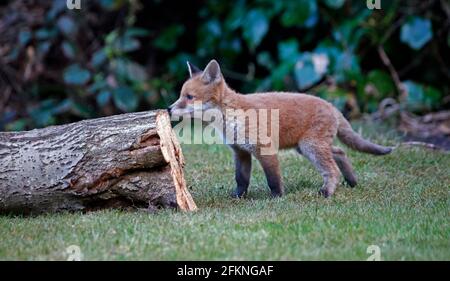 Cucciolo di volpe giovane esplorando il giardino Foto Stock