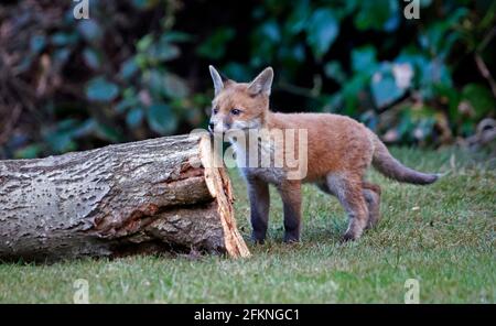 Cucciolo di volpe giovane esplorando il giardino Foto Stock