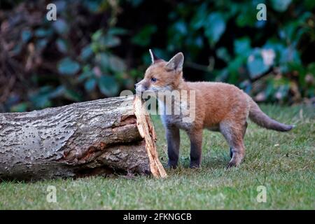 Cucciolo di volpe giovane esplorando il giardino Foto Stock