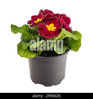 Bella primula fiori primorotati di borgogna in vaso isolato su bianco Foto Stock