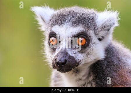 Lemure con coda ad anello (catta di lemur), faccia ravvicinata, sfondo esterno neutro Foto Stock