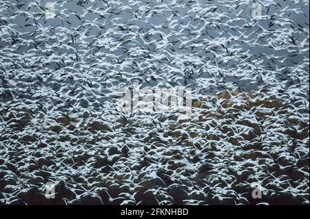 Snow Goose mass lift off Anser caerulescens Bosque del Apache NWR New Mexico, USA BI005442 Foto Stock