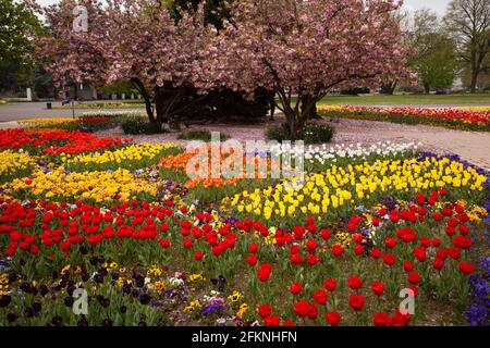 Il Parco del Reno nel quartiere Deutz, area ricreativa locale, letti con tulipani e pansies, ciliegi fioriti, Colonia, Germania. Der Rheinpark im Foto Stock