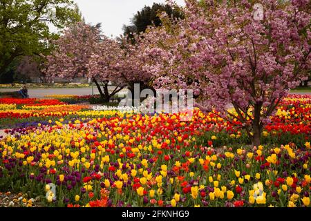 Il Parco del Reno nel quartiere Deutz, area ricreativa locale, letti con tulipani, ciliegi fioriti, Colonia, Germania. Der Rheinpark im Stadtteil De Foto Stock