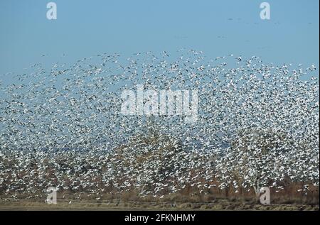 Snow Goose mass lift off Anser caerulescens Bosque del Apache NWR New Mexico, USA BI005444 Foto Stock