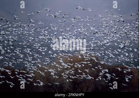 Snow Goose mass lift off Anser caerulescens Bosque del Apache NWR New Mexico, USA BI005446 Foto Stock