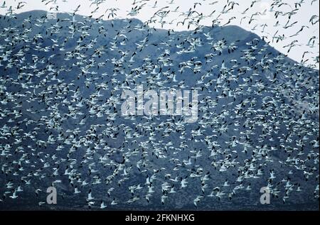 Snow Goose mass lift off Anser caerulescens Bosque del Apache NWR New Mexico, USA BI005451 Foto Stock