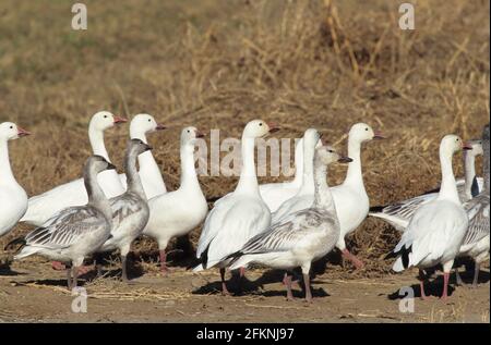 Oche di neve in campo Anser caerulescens Bosque del Apache NWR New Mexico, USA BI005473 Foto Stock