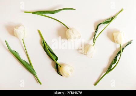 Composizione floreale femminile con mazzo di tulipani bianchi 'imperatore esotico' su sfondo bianco. Bel bouquet per la giornata della madre che si stende sul tavolo. Donne Foto Stock