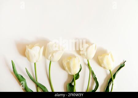 Composizione floreale femminile con mazzo di tulipani bianchi 'imperatore esotico' su sfondo bianco. Bel bouquet per la giornata della madre che si stende sul tavolo. Donne Foto Stock