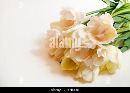 Composizione floreale femminile con mazzo di tulipani bianchi 'imperatore esotico' su sfondo bianco. Bel bouquet per la giornata della madre che si stende sul tavolo. Donne Foto Stock