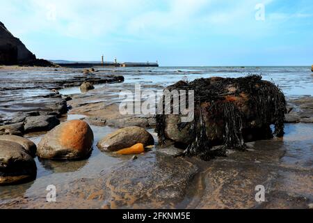 Caccia ai fossili a Whitby Beach Foto Stock