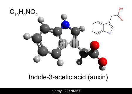 Formula chimica, formula scheletrica e modello 3D a sfera e bastone di acido indolo-3-acetico, la più comune auxina vegetale, fondo bianco Foto Stock