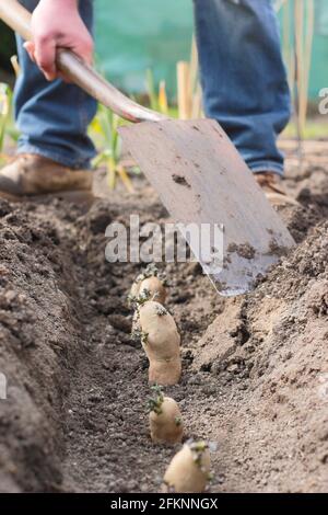 Piantando patate in un giardino. Patate da semina snocciolate - Solanum tuberosum 'Ratte' secondi orecchi - piantate in una trincea. Foto Stock
