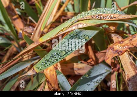 Gocce di pioggia su una foglia Foto Stock