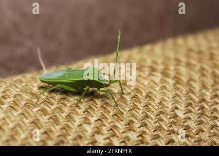 Messa a fuoco selettiva di un bug verde (chinavia halaris) Foto Stock