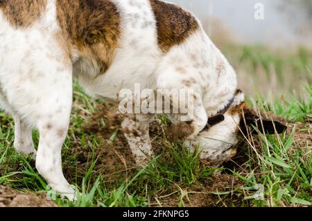 Primo piano di un Jack Russel Terrier scavando un buco all'aperto durante la luce del giorno Foto Stock