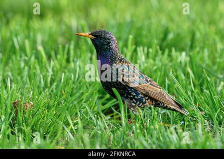 Starling nel parco. Ricerca di cibo in erba. Vista laterale, primo piano. Sfondo naturale sfocato. Genere specie Sturnus vulgaris. Foto Stock