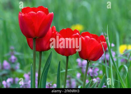 Fiori di tulipano rosso nell'erba dopo la pioggia, primo piano. Con gocce d'acqua sui petali. Sfondo naturale. Foto Stock