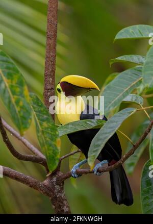 Toucan dalla gola gialla (mandibola nera) arroccato su un ramo muschioso nelle foreste pluviali tropicali, Boca Tapada, Laguna de Lagarto Lodge, Costa Rica Foto Stock