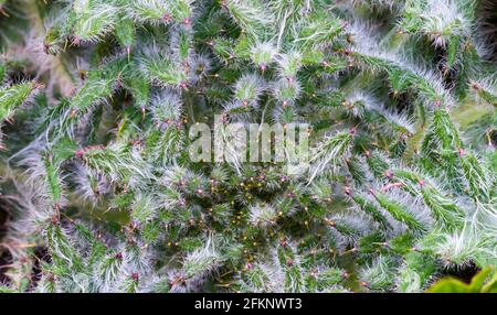 Trabocco comune semina i thistles nel cortile. Erbacce larghe di foglia surcresciute nell'erba. Foto Stock