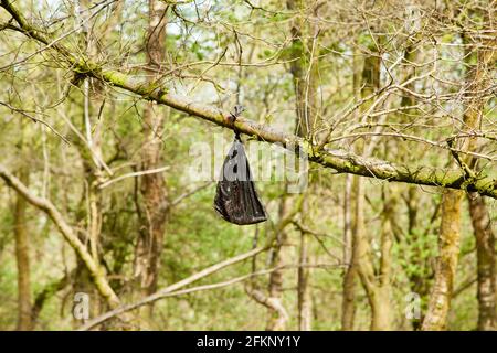 Sacco di escrezione del poo di scarto del cane scartato lasciato per appendere sopra Un ramo di albero nella campagna inglese Bickerton Hills Cheshire Inghilterra Foto Stock