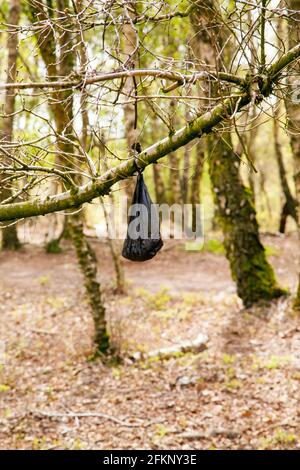 Sacco di escrezione del poo di scarto del cane scartato lasciato per appendere sopra Un ramo di albero nella campagna inglese Bickerton Hills Cheshire Inghilterra Foto Stock