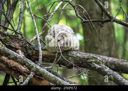 Di recente ha fatto volare owlet bloccato poggiando su un albero abbattuto e. Masticare su un ramo morto in Canada Foto Stock