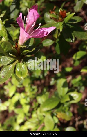 Azalea / Rhododendron ‘Kirin’ o ‘Daybreak’ (Wilson 22) piccoli fiori rosa a forma di imbuto, maggio, Inghilterra, Regno Unito Foto Stock