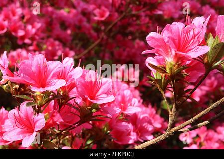 Azalea / Rhododendron ‘Kirin’ o ‘Daybreak’ (Wilson 22) piccoli fiori rosa a forma di imbuto, maggio, Inghilterra, Regno Unito Foto Stock