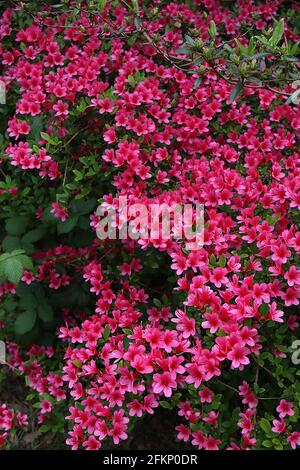 Azalea / Rhododendron ‘Kirin’ o ‘Daybreak’ (Wilson 22) piccoli fiori rosa a forma di imbuto, maggio, Inghilterra, Regno Unito Foto Stock