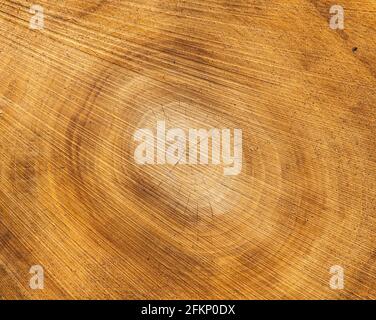 Sezione trasversale attraverso un albero appena abbattuto che mostra la relativa crescita anelli Foto Stock