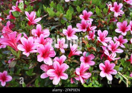 Azalea / Rhododendron ‘Kirin’ o ‘Daybreak’ (Wilson 22) piccoli fiori rosa a forma di imbuto, maggio, Inghilterra, Regno Unito Foto Stock