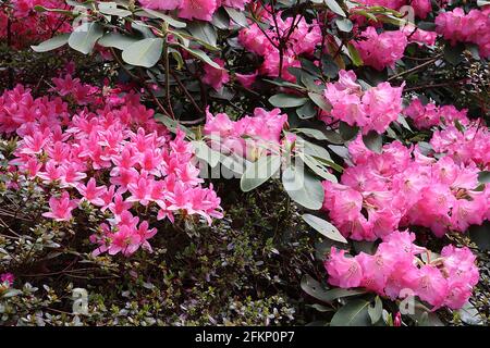 Azalea / Rhododendron ‘Kirin’ o ‘Daybreak’ (Wilson 22) piccoli fiori rosa a forma di imbuto, maggio, Inghilterra, Regno Unito Foto Stock