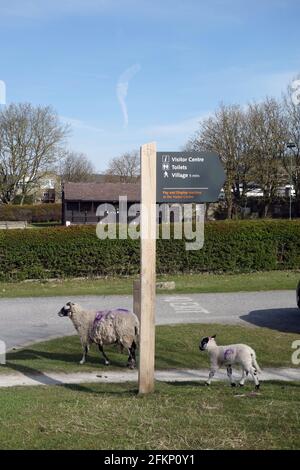 Sheep & Lamb by Wooden Signpost to Village Center in Grassington Car Park sul Dales Way Long Distance Path nel Parco Nazionale Yorkshire Dales. Foto Stock