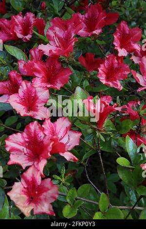 Azalea / Rhododendron ‘Kirin’ o ‘Daybreak’ (Wilson 22) piccoli fiori rosa a forma di imbuto, maggio, Inghilterra, Regno Unito Foto Stock