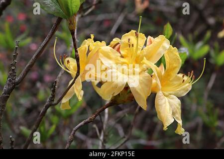 Rhododendron / Azalea luteum Fiori gialli a forma di imbuto con blotch al caramello di senape, maggio, Inghilterra, Regno Unito Foto Stock