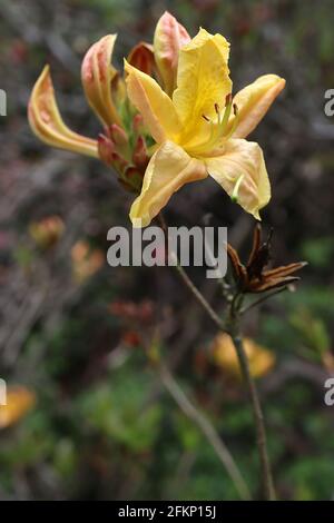 Rhododendron / Azalea luteum Fiori gialli a forma di imbuto con blotch al caramello di senape, maggio, Inghilterra, Regno Unito Foto Stock