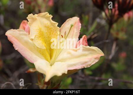 Rhododendron / Azalea luteum Fiori gialli a forma di imbuto con blotch al caramello di senape, maggio, Inghilterra, Regno Unito Foto Stock