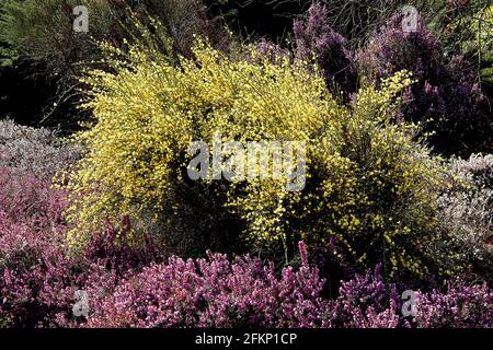 Cytisus praecox / ginestra ‘Allgold’ fiori gialli piselli Erica vagans ‘Pyrenees Pink’ minuscoli fiori rosa a forma di urna, maggio, Inghilterra, Regno Unito Foto Stock