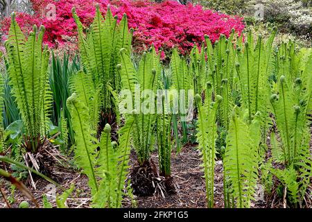 Matteuccia struthiopteris Shuttlecock / struzzo felce – ampi fronti di felci verdi vividi, maggio, Inghilterra, Regno Unito Foto Stock