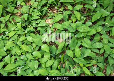 Giglio della Valle foglie verdi in primavera, piante di Convallaria majalis Foto Stock
