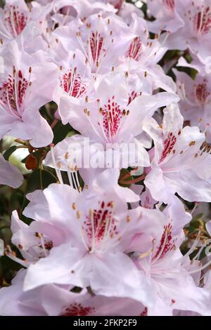 Rhododendron yunnanense ‘Openwood’ piccoli fiori a forma di imbuto da bianco a rosa lavanda con blotch rosso, maggio, Inghilterra, Regno Unito Foto Stock