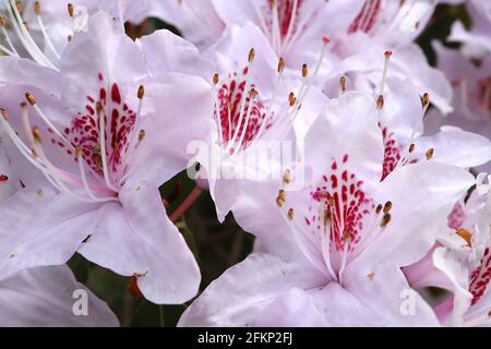 Rhododendron yunnanense ‘Openwood’ piccoli fiori a forma di imbuto da bianco a rosa lavanda con blotch rosso, maggio, Inghilterra, Regno Unito Foto Stock