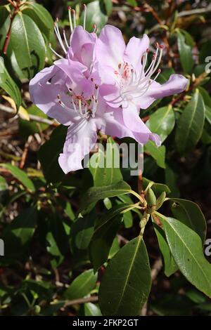 Rhododendron yunnanense ‘Openwood’ piccoli fiori a forma di imbuto da bianco a rosa lavanda con blotch rosso, maggio, Inghilterra, Regno Unito Foto Stock