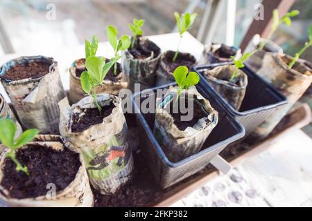 Piantine di piselli dolci in vasi di giornale che crescono in una serra Foto Stock