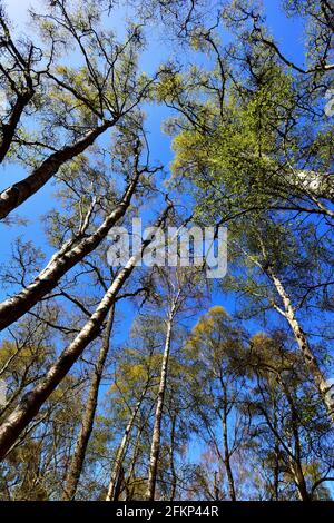 Hesworth Common, Fittleworth, West Sussex Foto Stock