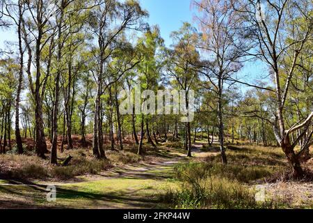 Hesworth Common, Fittleworth, West Sussex Foto Stock