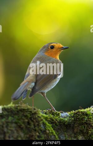 Robin fotografato nel North Yorkshire Foto Stock